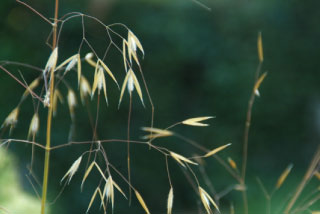 Stipa giganteaVedergras bestellen